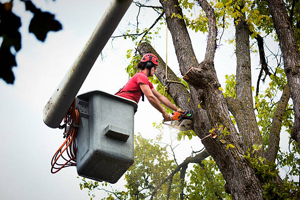 The Steps Involved in Our Tree Care Process in St Georges, DE